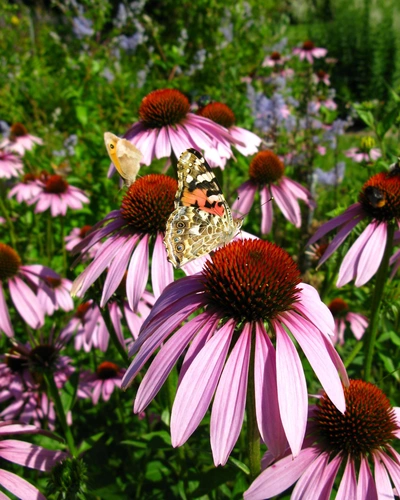 Das Bild zeigt mehrere Blüten des Arznei-Sonnenhuts (Echinacea), die in kräftigem Pink erblühen. Auf den Blüten ist ein Schmetterling zu sehen, der sich auf einer der Blüten niederlässt, während im Hintergrund weitere Pflanzen sichtbar sind.