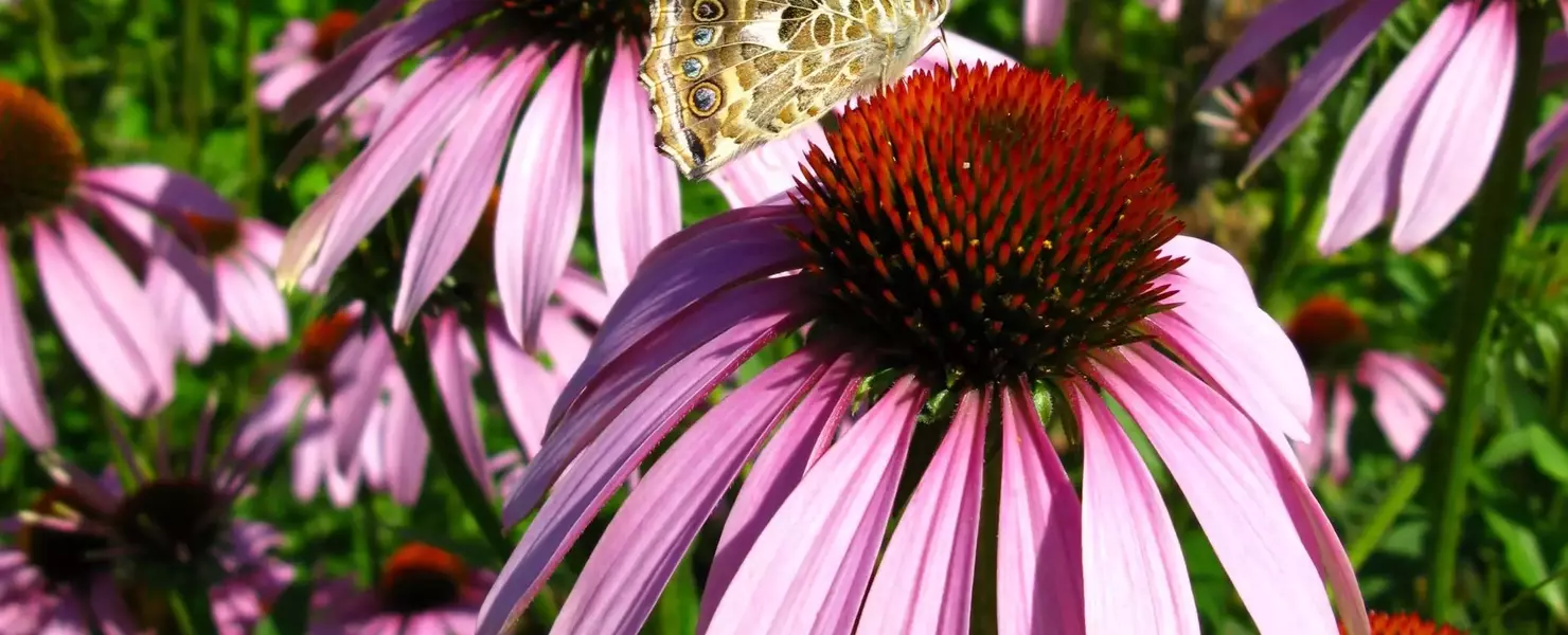 Das Bild zeigt mehrere Blüten des Arznei-Sonnenhuts (Echinacea), die in kräftigem Pink erblühen. Auf den Blüten ist ein Schmetterling zu sehen, der sich auf einer der Blüten niederlässt, während im Hintergrund weitere Pflanzen sichtbar sind.