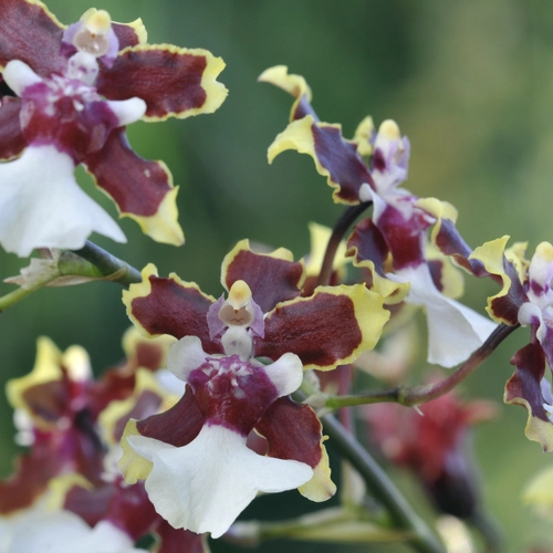 Colmonara-Orchideen   Orchideen-Züchtungen