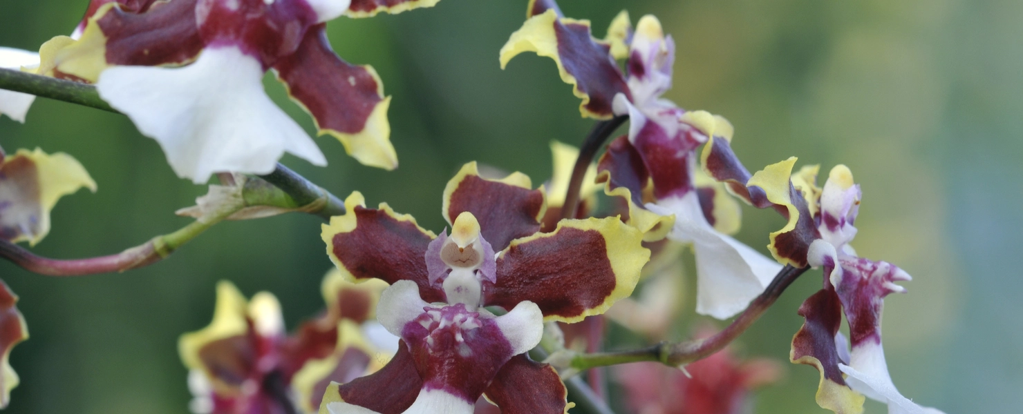 Colmonara-Orchideen   Orchideen-Züchtungen