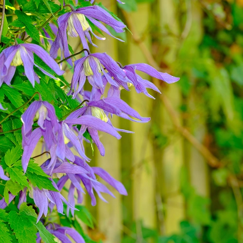 Die Clematis alpina ‘Frances Rivis’ zeigt ihre zart violett-blauen, glockenförmigen Blüten vor frischem grünen Laub.