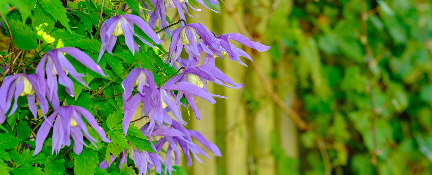 Die Clematis alpina ‘Frances Rivis’ zeigt ihre zart violett-blauen, glockenförmigen Blüten vor frischem grünen Laub.