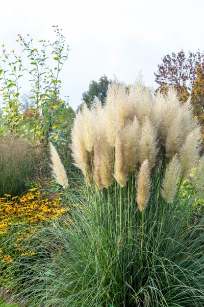 Pampasgras in Blüte mit gelben Sonnenhut-Stauden im Hintergrund.
