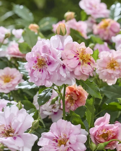 Nahaufnahme blühender rosa Minirosen mit verschiedenen Blütenstadien.
