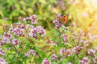  Ein Schmetterling sitzt auf blühendem Oregano mit zarten rosa Blüten in einem sonnigen Garten. Im Hintergrund erzeugt weiches Licht eine warme Atmosphäre.
