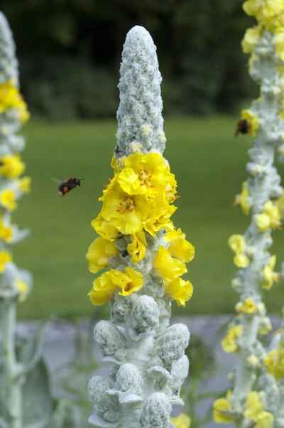 Königskerze (Verbascum) mit gelben Blüten, die auf einem hohen Stängel wachsen. Eine Biene fliegt in der Nähe der Blüten, während die Pflanze vor einem grünen Hintergrund erblüht.
