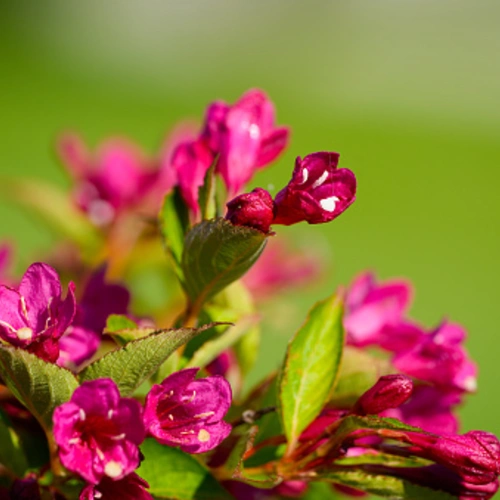 Üppige Blüte der Weigelie 'Big Love' mit Regentropfen.