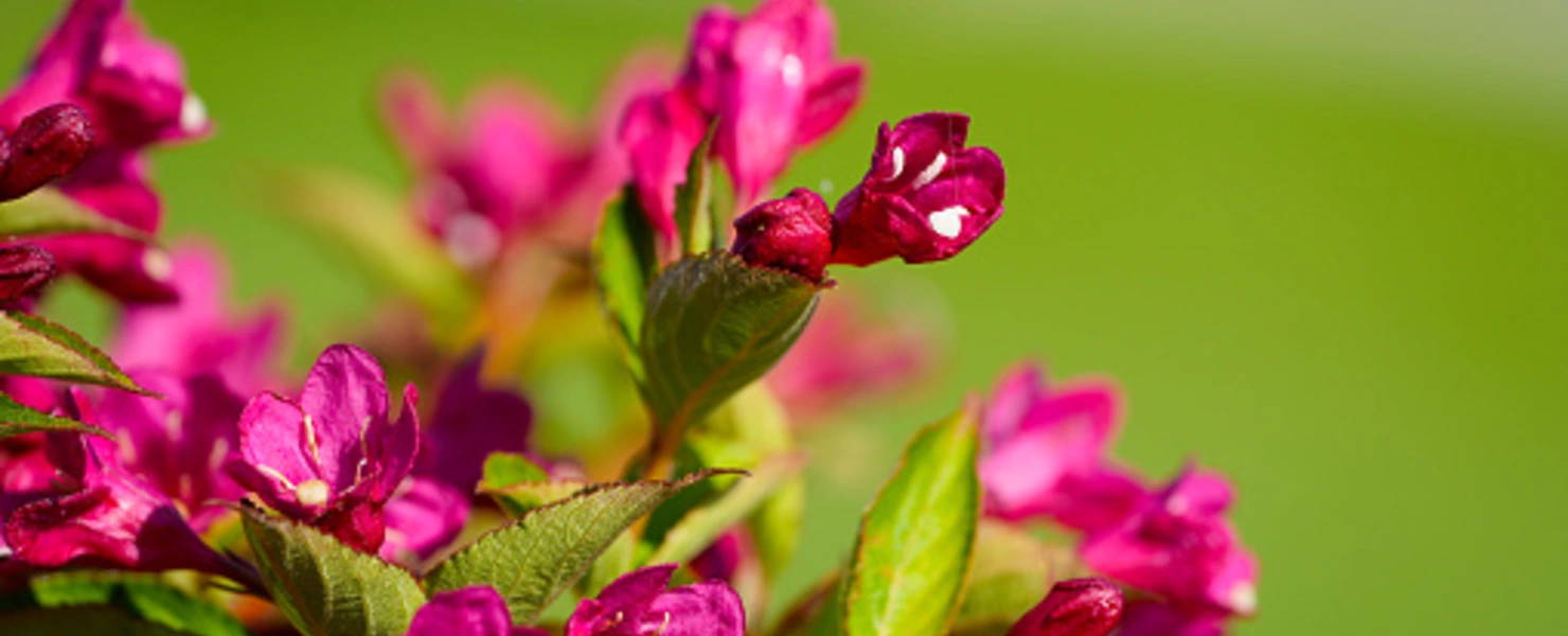 Üppige Blüte der Weigelie 'Big Love' mit Regentropfen.
