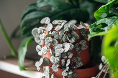 Herzblatt-Pflanze (Ceropegia woodii) in einem Terrakottatopf auf einem Regal mit anderen Pflanzen.