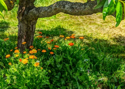 Unter einem Baum wachsen zahlreiche leuchtend orangefarbene Ringelblumen, umgeben von grünen Pflanzen und Gras, wobei der Baum einen Schatten auf die Blumen wirft, der den Garten verschönert.