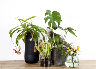 Kannenpflanze in einem schwarzen Gefäß, mit herabhängenden Kannen, neben einer Monstera und weiteren Pflanzenarrangements auf einem Holztisch