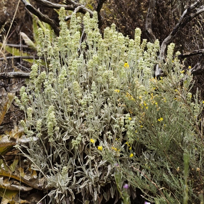 Ein wild wachsender griechischer Bergtee mit silbrig-grünen Blättern und kleinen gelben Blüten wächst in einer trockenen, steinigen Landschaft zwischen Ästen und Gras.