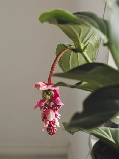 Eine Medinille mit hängender, rosa Blüte und großen grünen Blättern, die aus einem Topf in einem Innenraum wächst