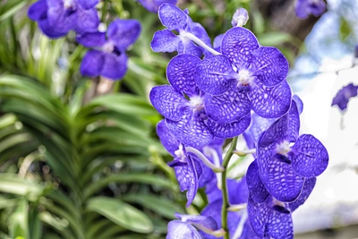 Leuchtend violette epiphytische Orchideenblüten mit filigraner Musterung, die in einem grünen Garten blühen