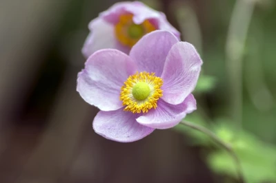 Nahaufnahme einer zartrosa Anemone 'Soft Grace' mit gelbem Zentrum.