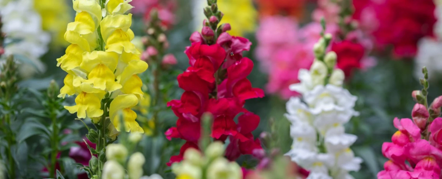 Farbenfrohes Beet mit Löwenmäulchen (Antirrhinum majus) in kräftigen Pink-, Rot-, Gelb- und Weißtönen, aufgenommen in Nahaufnahme mit unscharfem Hintergrund.