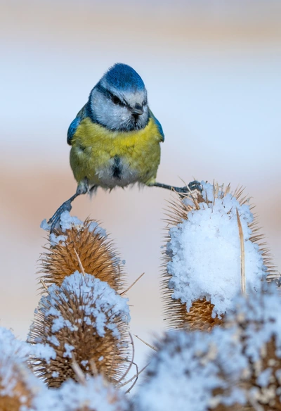 Eine Blaumeise sitzt auf einer mit Schnee bedeckten Wilden Karde. Die trockenen, stacheligen Blütenstände sind teilweise mit Frost überzogen. Der Hintergrund ist weich und winterlich in hellen Brauntönen.