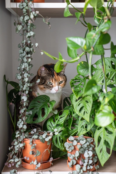 Eine getigerte Katze sitzt neugierig zwischen verschiedenen grünen Zimmerpflanzen auf einem Regal.