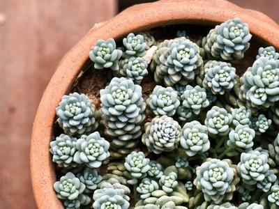 Kleine, rosettenförmig wachsende Sedum dasyphyllum in bläulich-grünen Farbtönen, dicht gepflanzt in einem Tontopf.