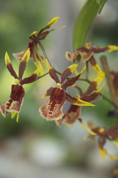 Colmonara-Orchideen    Orchideenzüchtung