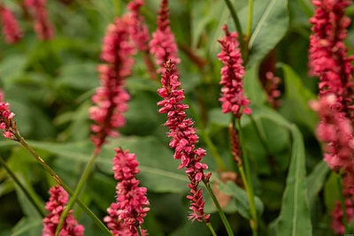 Nahaufnahme des Roten Blüten-Knöterichs (Persicaria) mit leuchtend roten Blütenähren vor grünem Laub.