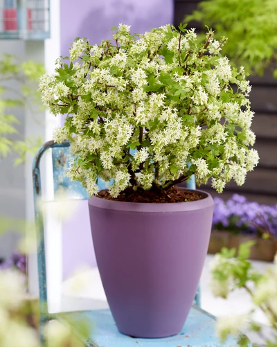 Blüten-Johannisbeere (Ribes sanguineum) mit zahlreichen weißen Blüten in einem violetten Topf.