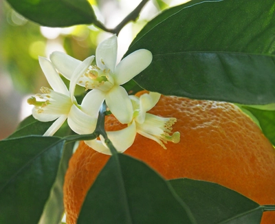 Blühende Bitterorange mit weißen, duftenden Blüten und orangefarbener Frucht zwischen dunkelgrünen Blättern.
