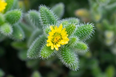 Leuchtend gelbe Blüte auf behaarten Trieben einer Delosperma-Pflanze, Nahaufnahme.