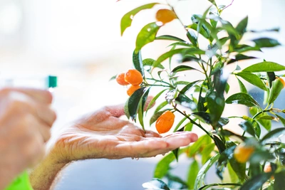Eine Hand hält die Blätter eines Zitrusbäumchens, während mit einer Sprühflasche Wasser auf die Pflanze gesprüht wird. Die kleinen, orangen Früchte sind deutlich sichtbar