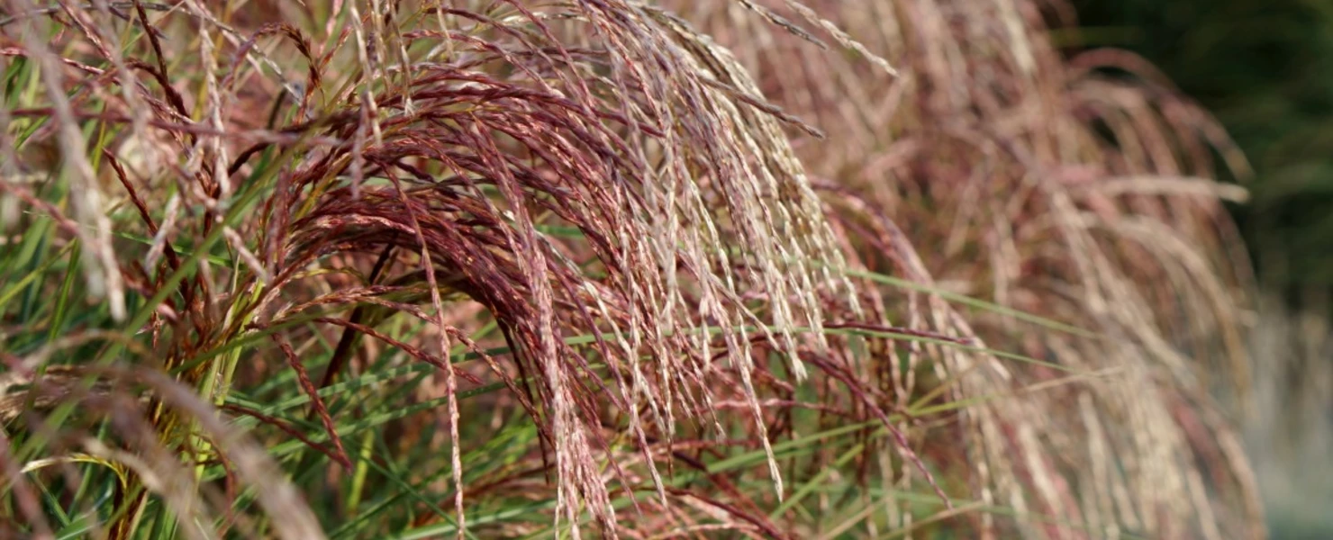 Blütenrispen von Chinaschilf 'Red Cloud' in voller Blüte