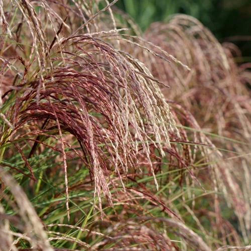 Blütenrispen von Chinaschilf 'Red Cloud' in voller Blüte