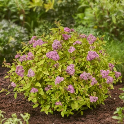 Buschige Sommerspiere (Spiraea japonica) mit zahlreichen rosa Blüten in einer Gartenrabatte.