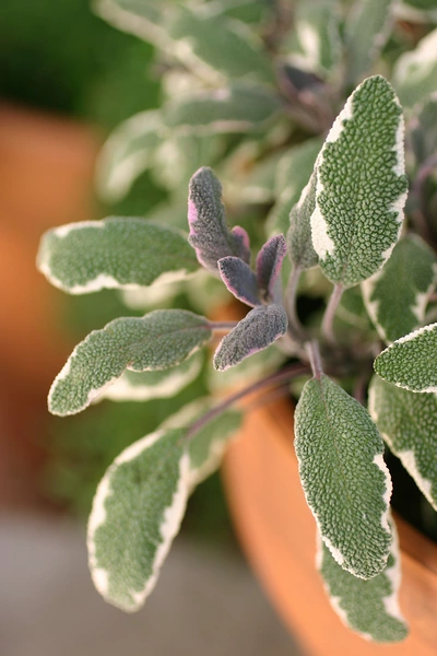 Hexen-Salbei mit grün-weißen, leicht gewellten Blättern in einem Terrakottatopf. Die Blätter haben eine fein strukturierte Oberfläche mit violetten Trieben. Der Hintergrund ist weich und unscharf, mit weiteren Pflanzen im natürlichen Licht.