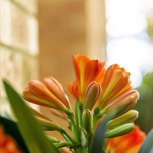 Nahaufnahme der orangefarbenen Blüten einer Klivie vor einem verschwommenen Hintergrund mit Ziegelwand