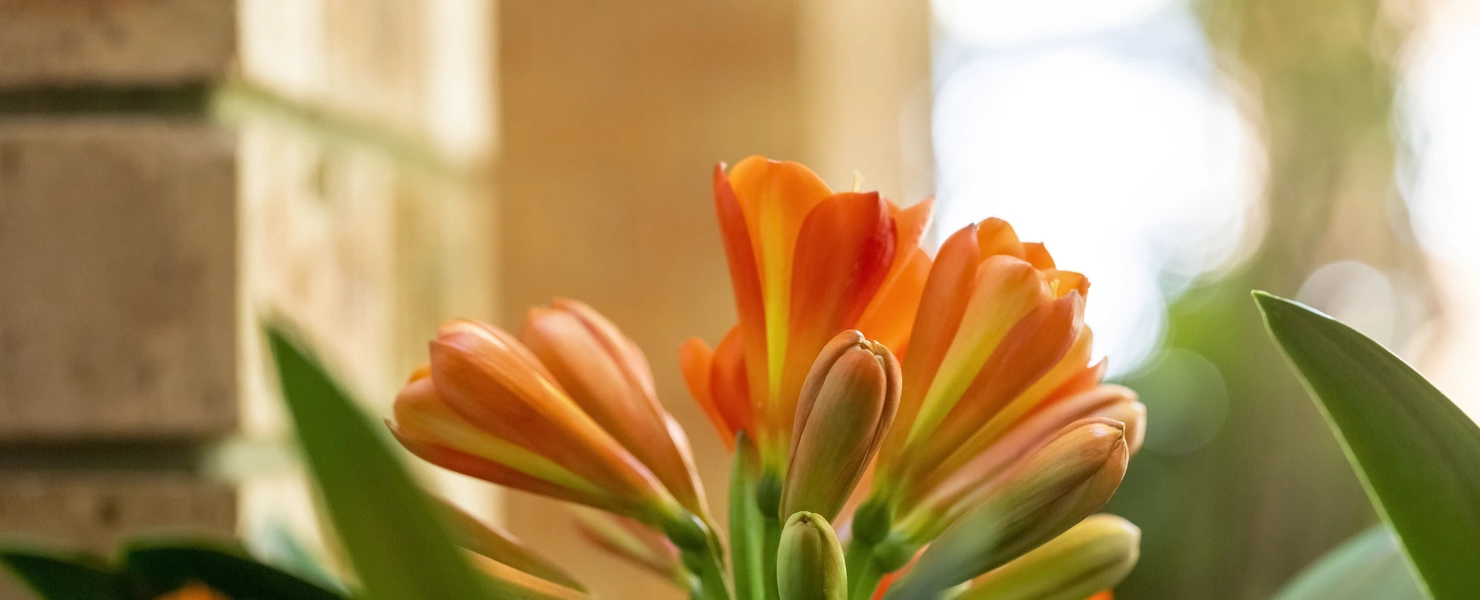 Nahaufnahme der orangefarbenen Blüten einer Klivie vor einem verschwommenen Hintergrund mit Ziegelwand