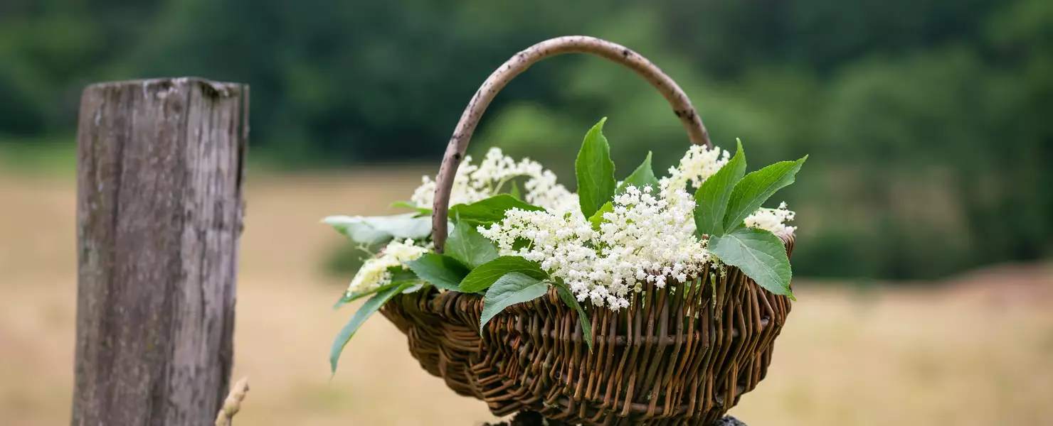 Korb mit frisch geernteten Holunderblüten des Sambucus nigra in ländlicher Umgebung.