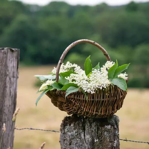 Korb mit frisch geernteten Holunderblüten des Sambucus nigra in ländlicher Umgebung.