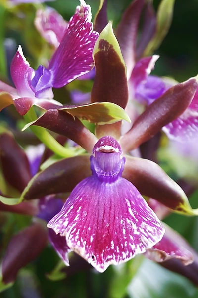 Eine Regenwald-Orchidee mit dunkelbraunen Blütenblättern und einer intensiv pink-violetten Lippe, die weiße Akzente trägt, vor einem unscharfen, natürlichen Hintergrund