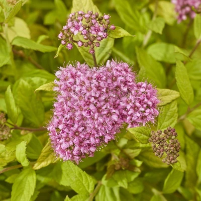 Nahaufnahme der rosa Blütendolden der Sommerspiere (Spiraea japonica) mit frischem grünen Laub.