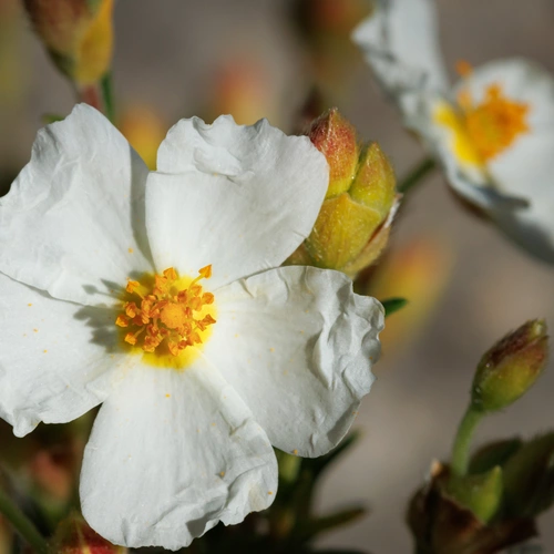 Eine weiße Zistrose mit zerknitterten Blütenblättern und einer leuchtend gelben Mitte. Um die Blüte herum sind grüne Knospen und weitere geöffnete Blüten sichtbar. Der Hintergrund ist unscharf mit warmen Erdtönen.
