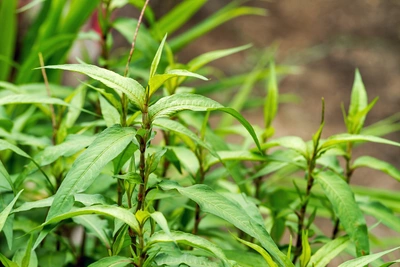 Vietnamischer Koriander (Coriandrum sativum) wächst in dichten Gruppen. Die langen, schmalen Blätter sind frisch und grün, mit zarten Spitzen. Die Pflanze zeigt gesundes Wachstum und wird von warmem Licht beleuchtet.