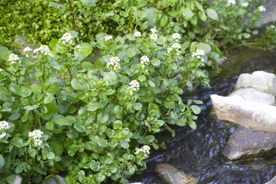 Frische Brunnenkresse (Nasturtium officinale) wächst entlang eines Baches, ihre grünen Blätter kontrastieren schön mit den kleinen weißen Blüten. Das Bild vermittelt eine natürliche, ruhige Atmosphäre, die durch das fließende Wasser und die üppige Pflanzenwelt verstärkt wird.