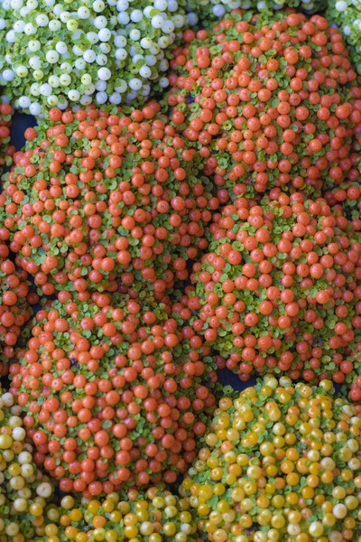 Verschiedene Korallenmoos-Pflanzen in Gruppen angeordnet, mit Beeren in verschiedenen Farben wie Rot, Orange, Gelb und Grün