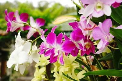 Bunte Blüten der Bambus-Orchidee in Pink, Weiß und Gelb