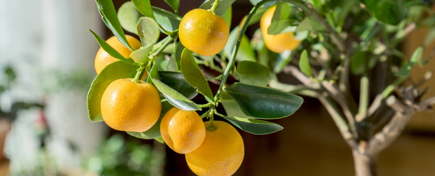 Ein Zitrusbäumchen mit glänzenden, orangefarbenen Früchten steht in einem hellen Raum, wobei die reifen Früchte im Vordergrund gut sichtbar sind