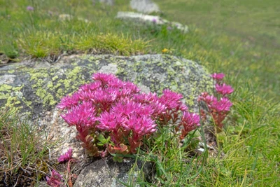 Berg-Sedum wächst auf einem Felsen in alpiner Landschaft
