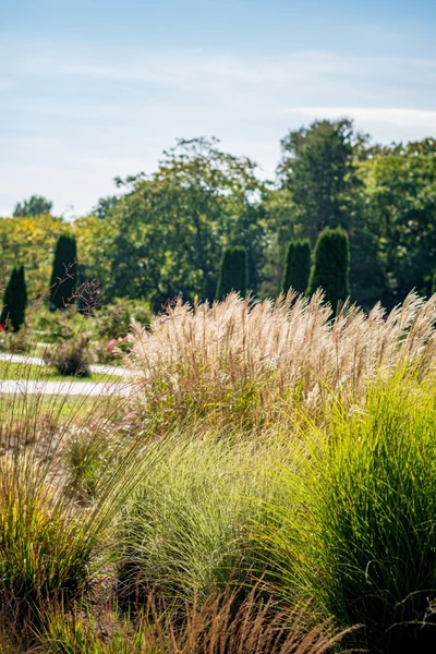 Miscanthus sinensis 'Miss Mini' mit silbrigen Ähren in einer Gartenanlage.