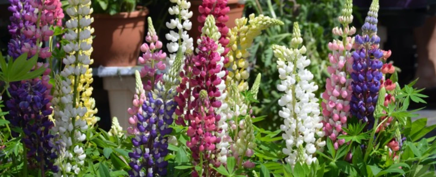 Bunte Mischung blühender Garten-Lupinen (Lupinus Hybrida) in verschiedenen Farben.