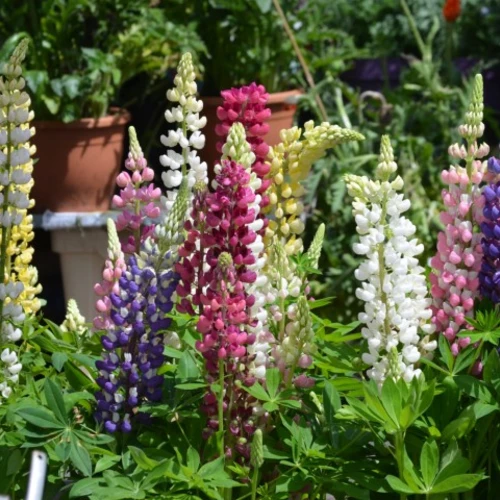 Bunte Mischung blühender Garten-Lupinen (Lupinus Hybrida) in verschiedenen Farben.