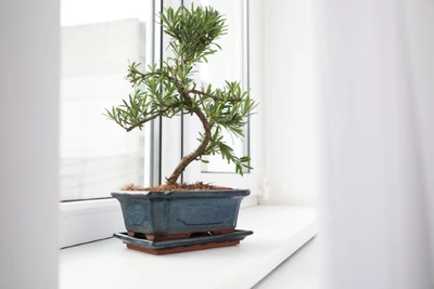 Bonsai (vermutlich Podocarpus) auf einer weißen Fensterbank